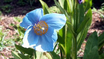Mecanopsis - blue poppy