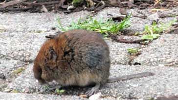 Field Vole - right click on image to get a new window displaying a 1920x1080 image to download