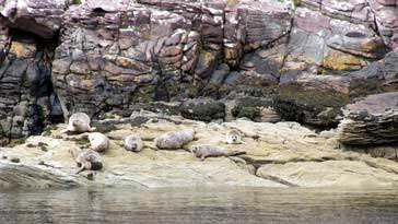 Harbour Seals (Phoca Vitulina) - right click on image to get a new window displaying a 1920x1080 image to download