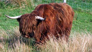 Ling (Highland Cattle) - right click on image to get a new window displaying a 1920x1080 image to download