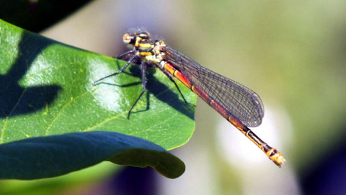 Immature female Large Red Damselfly - My thanks to Adrian Parr of the  British Dragonfly Society for the ID