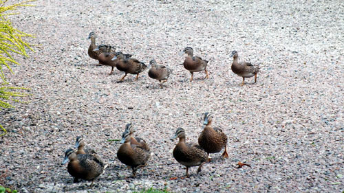 Young Mallards ot for a walk