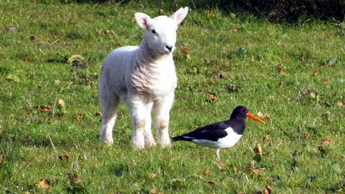 Oystercatcher