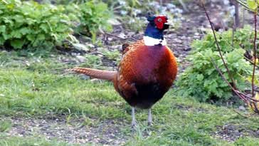 Cock Pheasant - right click on image to get a new window displaying a 1920x1080 image to download