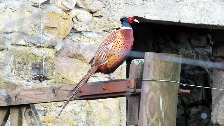 Cock Pheasant - right click on image to get a new window displaying a 1920x1080 image to download