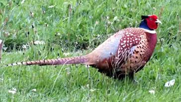 Pheasant