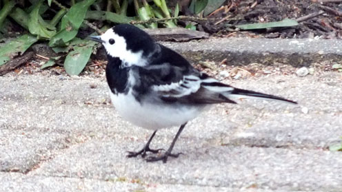 Pied Wagtail