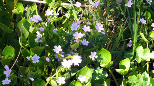 Pink Purslane