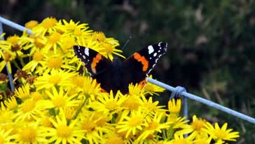 Red Admiral Butterfly