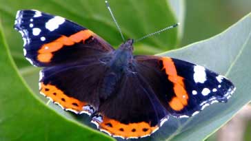 Red Admiral Butterfly