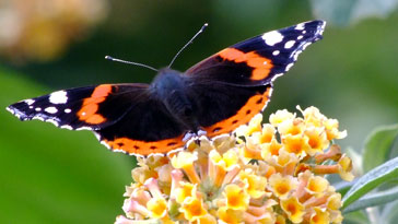 Red Admiral Butterfly