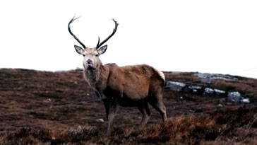 Red Deer - Stag