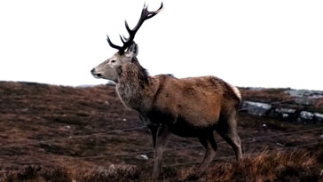 Red Deer - Stag