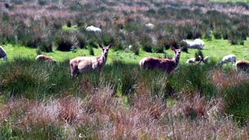 Red Deer