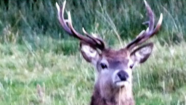 Stag - Red Deer - right click on image to get a new window displaying a 800x1200 image to download