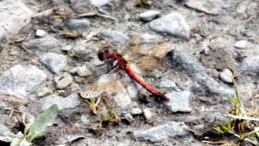 Red Veined Darter