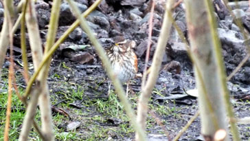 Redwing - right click on image to get a new window displaying a 1920x1080 image to download