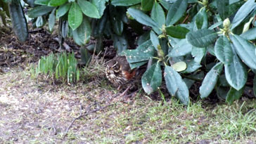 Redwing coming out from shubbery