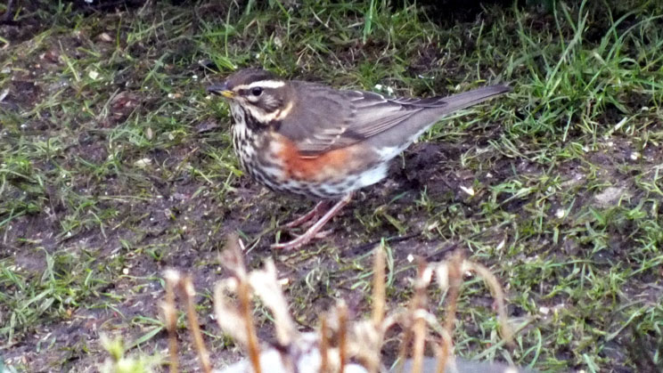 Redwing