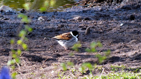 Reed Bunting