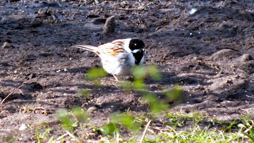 Reed Bunting