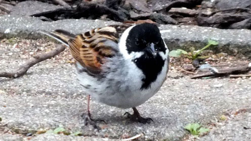 Reed Bunting