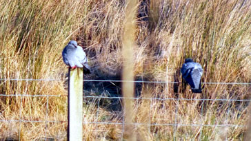 Rock Doves - right click on image to get a new window displaying a 1920x1080 image to download