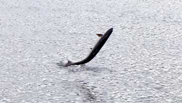 Salmon in the river Kanaird