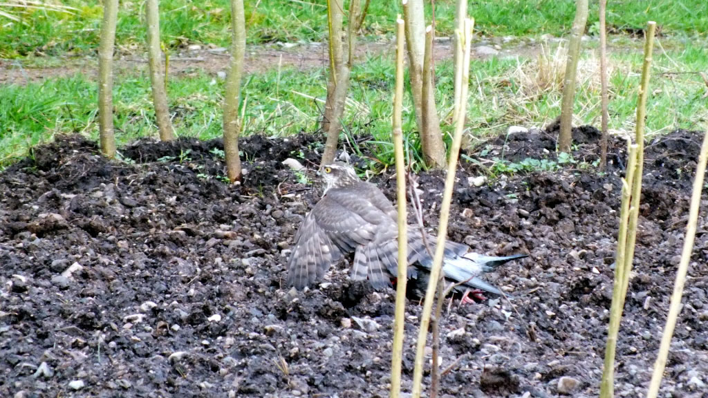 Sparrowhawk with prey