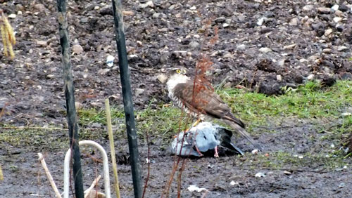 Sparrowhawk with prey (pigeon)