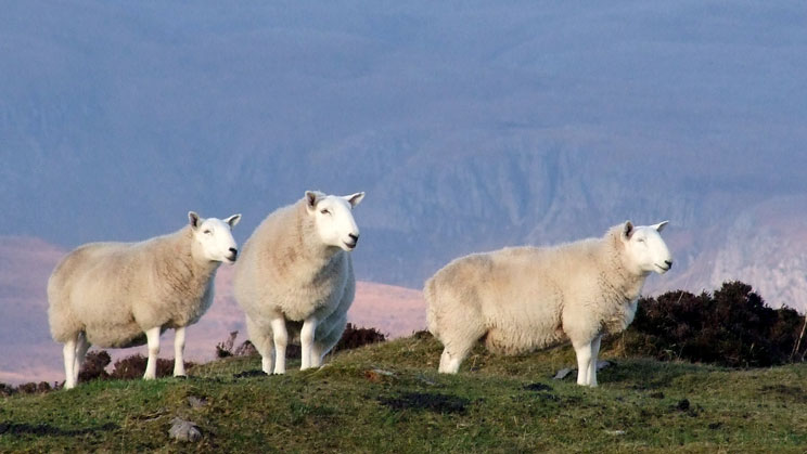 Group of Sheep - right click on image to get a new window displaying a 1920x1080 image to download