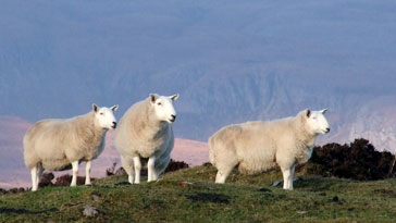 Nature (Sheep) link image
