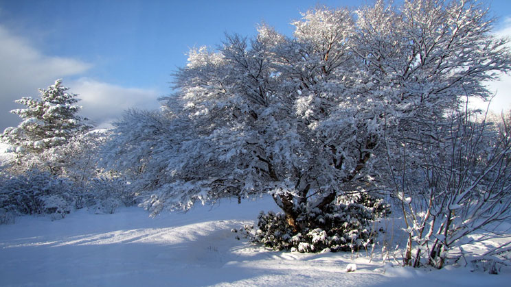 Silver Beech Tree in snowfall