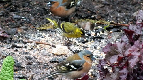 Siskin & Chaffinch