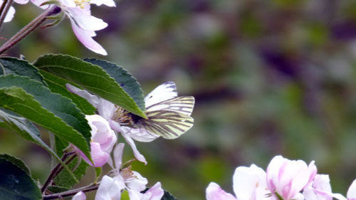 Small european white butterfly