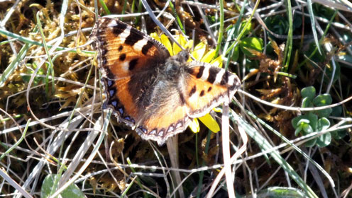 Small Tortoiseshell Butterfly