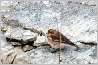 Snow Bunting (Nov)