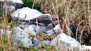 Snow Bunting (Nov)