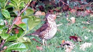 Song Thrush - right click on image to get a new window displaying a 1920x1080 image to download