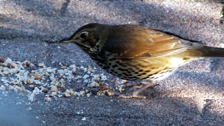 Song Thrush