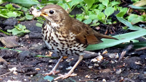 Song Thrush