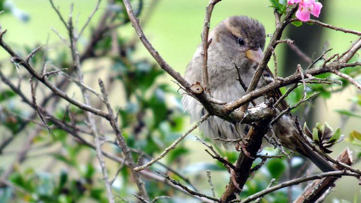 House Sparrow - Hen