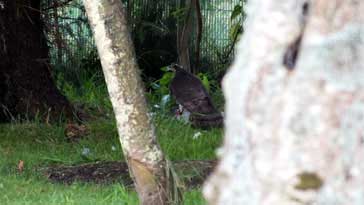 Sparrowhawk and prey (Pigeon)