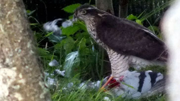 Sparrowhawk with Rock Dove prey - right click on image to get a new window displaying a 1920x1080 image to download
