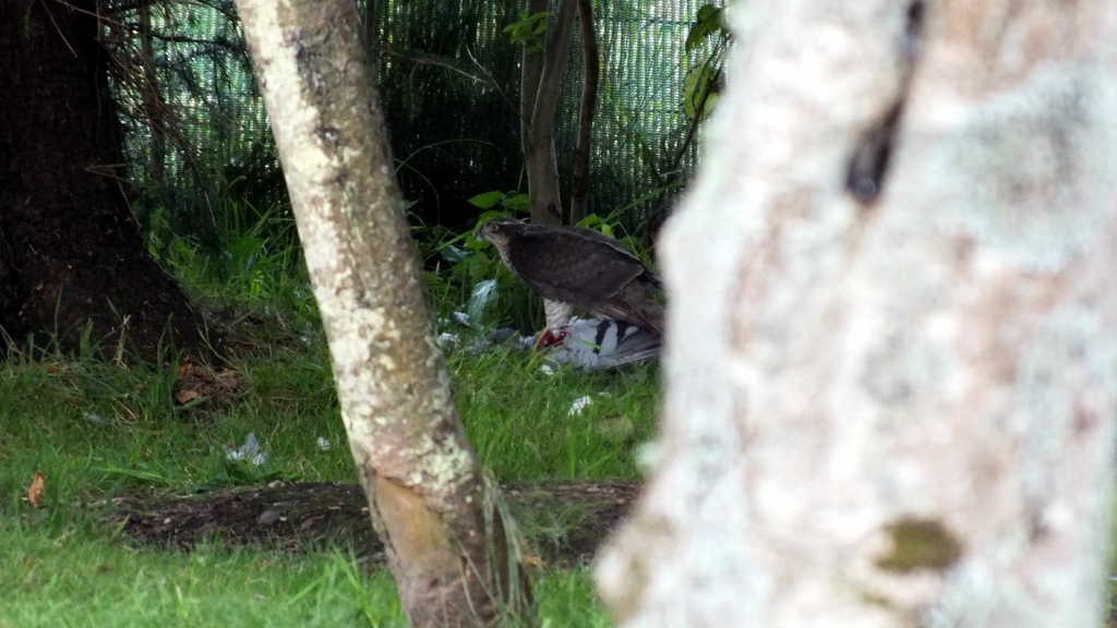 Sparrowhawk with prey