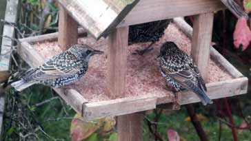 Starlings