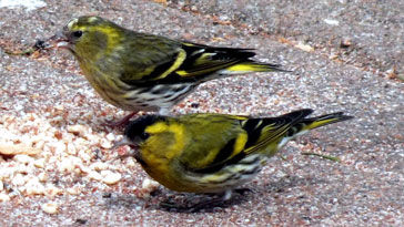 Siskins