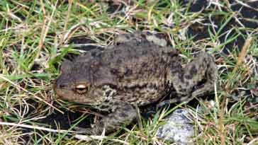 Common Toad - right click on image to get a new window displaying a 1920x1080 image to download