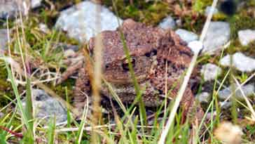 Common Toad - right click on image to get a new window displaying a 1920x1080 image to download