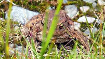 Common Toad - right click on image to get a new window displaying a 1920x1080 image to download